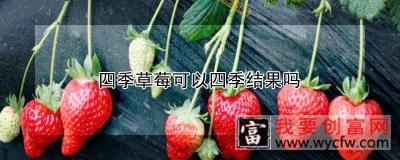 四季草莓可以四季结果吗