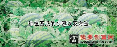 种植西瓜的步骤以及方法