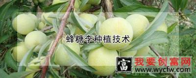 蜂糖李<a href=https://www.wycfw.com/e/tags/?tagid=130 target=_blank class=infotextkey>种植技术</a>