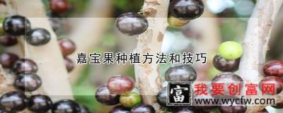 嘉宝果种植方法和技巧