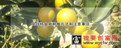 金钱桔盆栽种植方法和注意事项