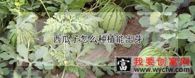 西瓜子怎么种植能出芽