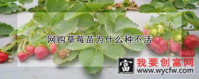 网购草莓苗为什么种不活