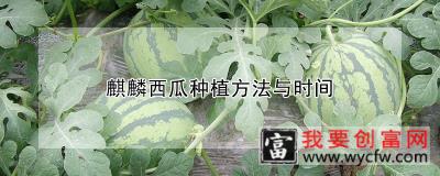 麒麟西瓜种植方法与时间