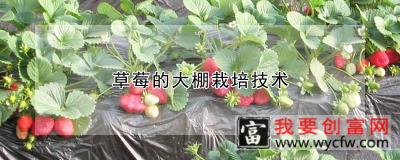 草莓的大棚<a href=https:/www.wycfw.com/e/tags/?tagid=230 target=_blank class=infotextkey>栽培技术</a>