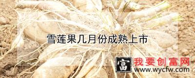 雪莲果几月份成熟上市