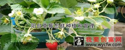 阳台草莓怎样种植和管理