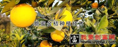 脆蜜金桔种植技术