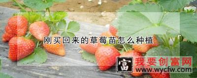 刚买回来的草莓苗怎么种植