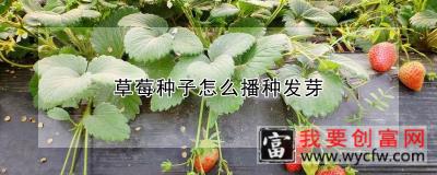 草莓种子怎么播种发芽