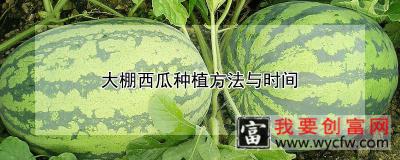 大棚西瓜种植方法与时间