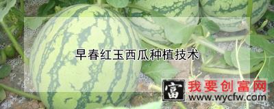 早春红玉西瓜<a href=https://www.wycfw.com/e/tags/?tagid=130 target=_blank class=infotextkey>种植技术</a>