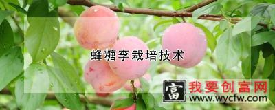 蜂糖李栽培技术