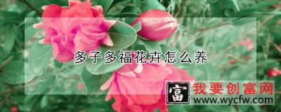 多子多福花卉怎么养