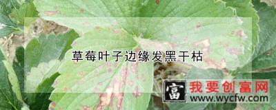 草莓叶子边缘发黑干枯