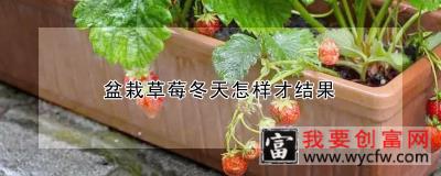 盆栽草莓冬天怎样才结果