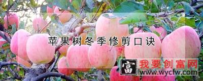 苹果树冬季修剪口诀