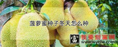 菠萝蜜种子冬天怎么种