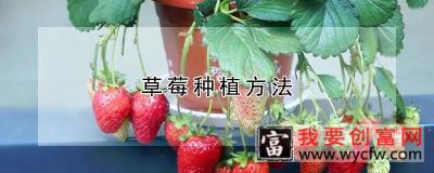 草莓种植方法