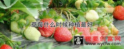 草莓什么时候种植最好