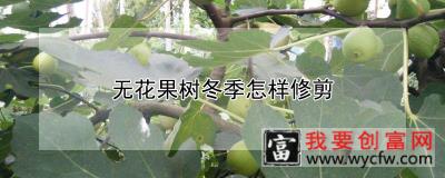 无花果树冬季怎样修剪