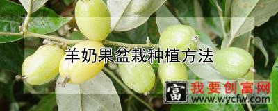 羊奶果盆栽种植方法