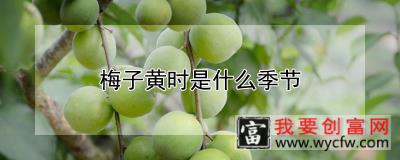 梅子黄时是什么季节