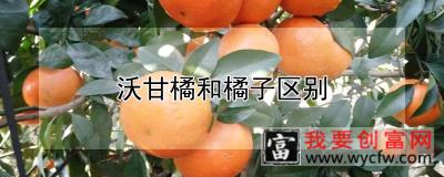 沃甘橘和橘子区别