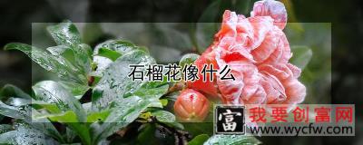 石榴花像什么