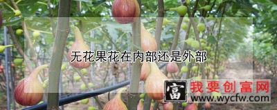 无花果花在内部还是外部