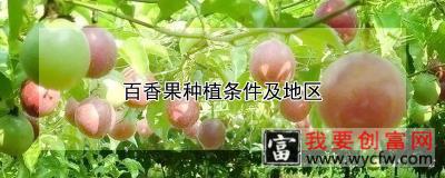 百香果种植条件及地区