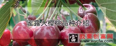 蜜露大樱桃品种介绍