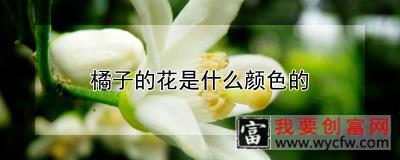 橘子的花是什么颜色的