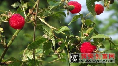 树莓是什么