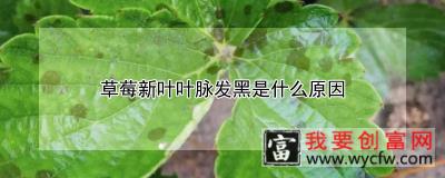 草莓新叶叶脉发黑是什么原因