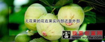 无花果的花在果实内部还是外部