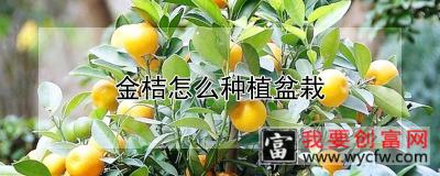 金桔怎么种植盆栽