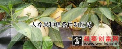 人参果种植条件和区域