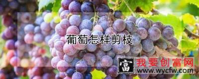 葡萄怎样剪枝