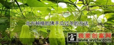 北方种植的佛手瓜过冬的方法