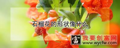 石榴花的形状像什么