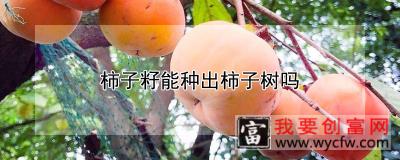 柿子籽能种出柿子树吗