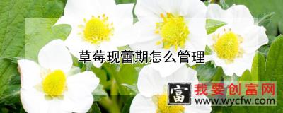 草莓现蕾期怎么管理