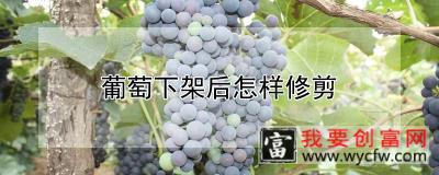 葡萄下架后怎样修剪