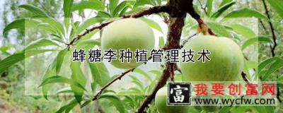 蜂糖李种植管理技术