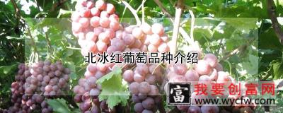 北冰红葡萄品种介绍