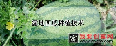 露地西瓜<a href=https://www.wycfw.com/e/tags/?tagid=130 target=_blank class=infotextkey>种植技术</a>