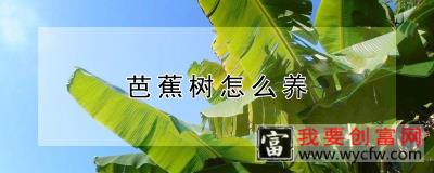 芭蕉树怎么养