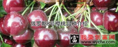 俄罗斯8号樱桃品种介绍