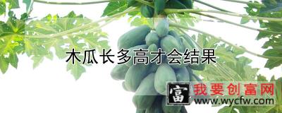 木瓜长多高才会结果